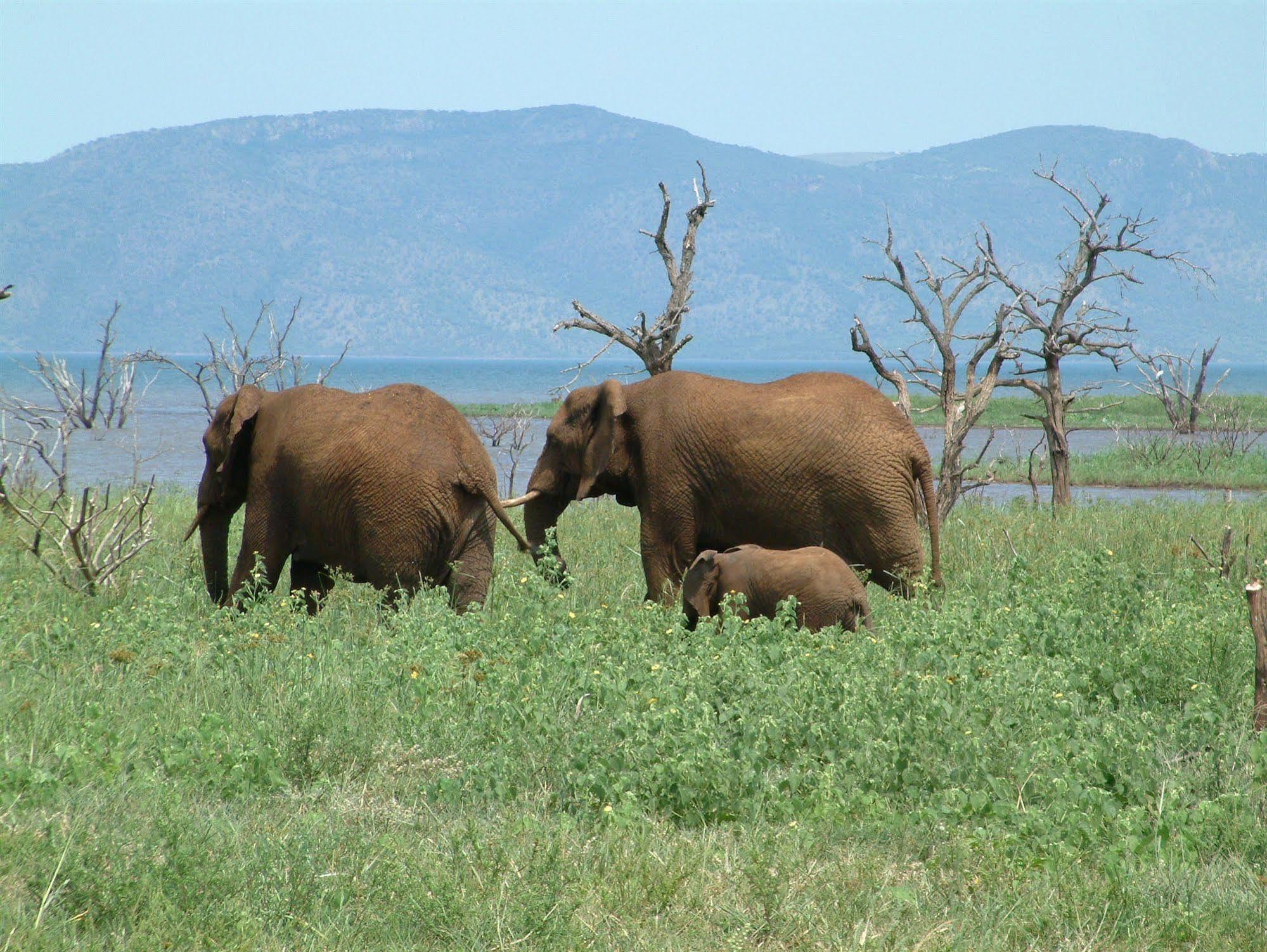 White Elephant Safari Lodge Pongola Eksteriør billede